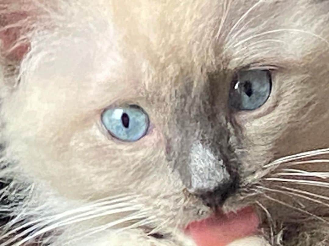 総長ウララのインスタグラム：「今日の実写チャンネル、うらもっちゃんねるの動画はカルボにゃーニャ！ #うらもっちゃん　#料理動画　#カルボナーラ　#16時公開予定！」