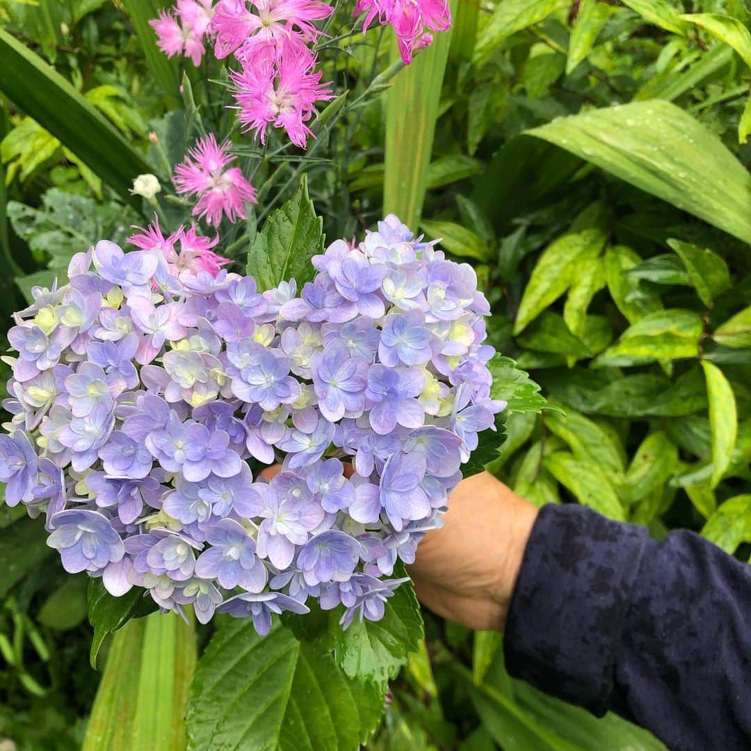小池祥絵さんのインスタグラム写真 - (小池祥絵Instagram)「💜 #紫陽花 #ハートアジサイ #💜」7月6日 13時56分 - koikesachiesan