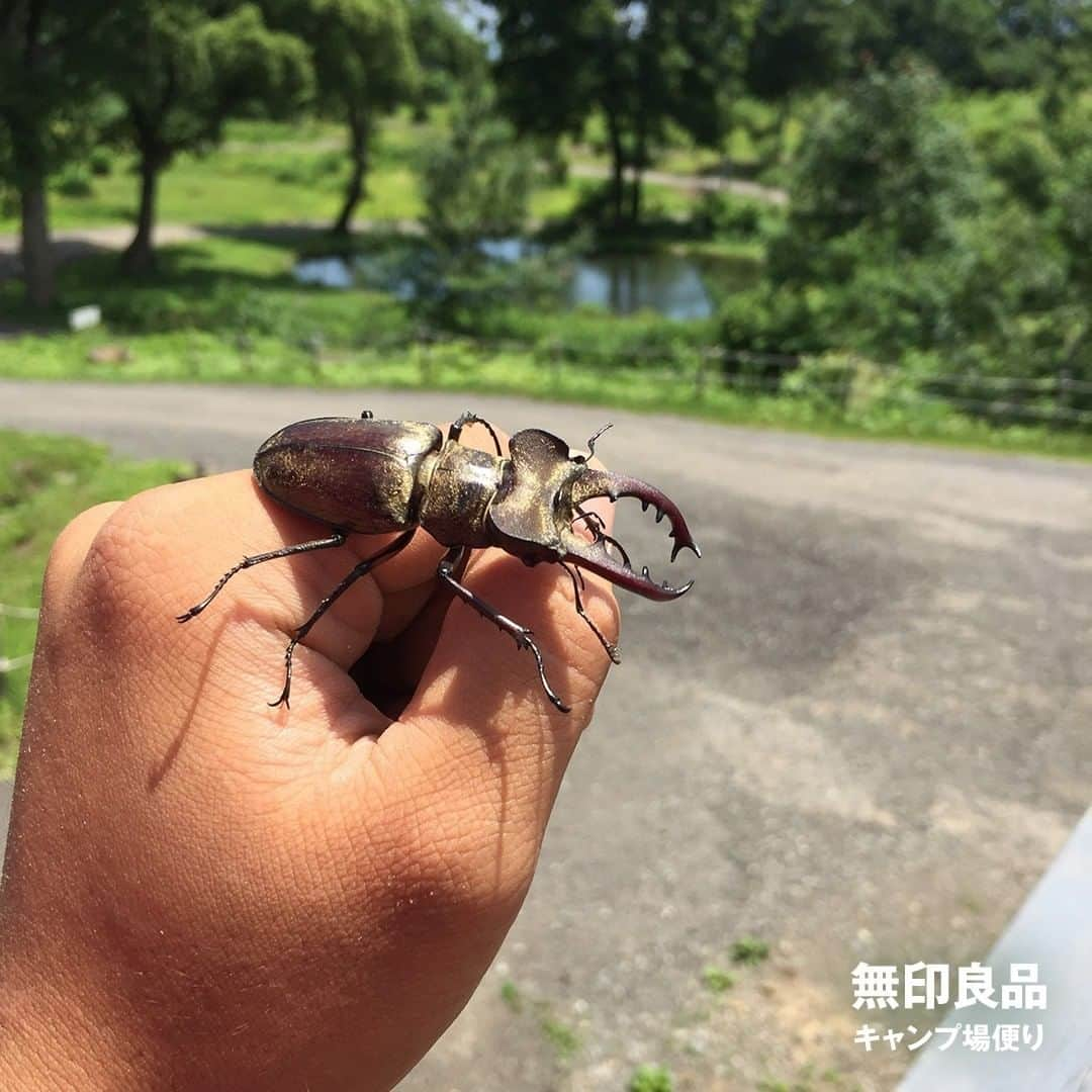 無印良品さんのインスタグラム写真 - (無印良品Instagram)「【キャンプ】津南キャンプ場にも夏の気配 - 淡い色をした新緑の木々たちがみるみる成長し、今では濃い緑一色となった、新潟県・津南キャンプ場。 深い山奥をすみかとするミヤマクワガタや、クワの実などの季節の果実も顔を見せるようになり、夏の到来を感じさせます。 - #無印良品 #MUJI #無印良品キャンプ場 #無印良品津南キャンプ場 #キャンプ場 #アウトドア #新潟 #津南 #ミヤマクワガタ #クワガタ #昆虫 #桑の実 #果実 #新緑」7月6日 14時00分 - muji_global