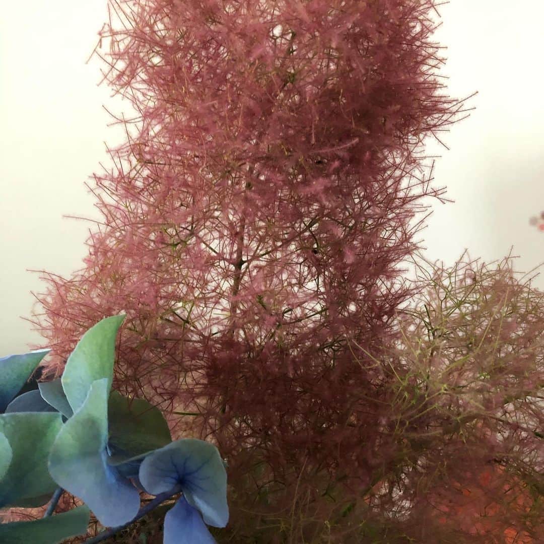 SILVAさんのインスタグラム写真 - (SILVAInstagram)「災害に見舞われた方のお見舞い、ご無事を祈ります  紫陽花 スモークツリー  季節ごとにしか会えない植物には 命の尊さ、美しさを 改めて感じさせられます  #pray  #safelife」7月6日 14時28分 - silva_official_insta
