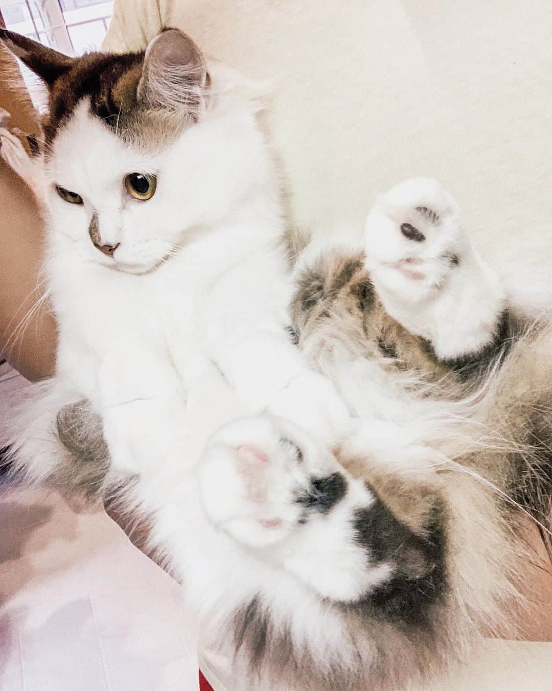 淡輪優希のインスタグラム：「あさむ歯磨き中に抱っこされるムギ🌾 "まさかボクの歯は…磨かないよね⁇ " #猫のいる生活 #猫のいる暮らし  . 明日から福岡ですね！⚾️ 今週金曜からやっっっっと球場観戦もスタート！！！私はホームに帰ってきてからですが、先に観戦される方ぜひ楽しんでください💪✨私も今から楽しみだ〜」