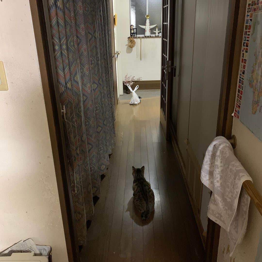 Kachimo Yoshimatsuさんのインスタグラム写真 - (Kachimo YoshimatsuInstagram)「ココアが廊下でじーっと見てる。 その白いのは、ジャガイモの入った袋だよ。  Cocoa is gazing in the hallway.  The white one is a bag of potatoes.  #うちの猫ら #nanakuro #cocoa #猫 #ねこ #cat #ネコ #catstagram #ネコ部 http://kachimo.exblog.jp」7月6日 14時38分 - kachimo