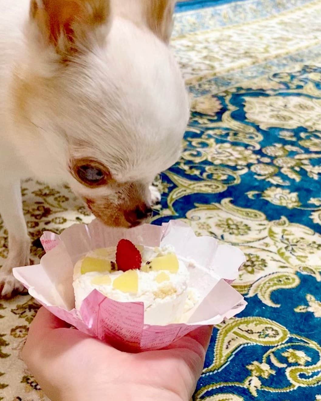 川田希さんのインスタグラム写真 - (川田希Instagram)「姉にラテさんのお誕生日ケーキ🍰を発注したら、まずは試作を作ってくれました。 砂糖やバターを使わないヘルシーな犬用ケーキです🧁🐶 ラテさん、さっそくお味見。 美味しく頂きました😋」7月6日 15時42分 - nozomikawata