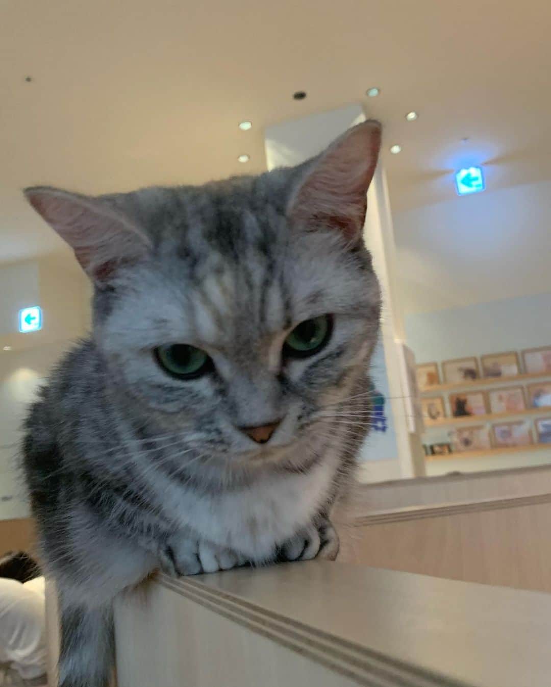 下間花梨さんのインスタグラム写真 - (下間花梨Instagram)「#猫カフェ」7月6日 15時45分 - karinrin0314
