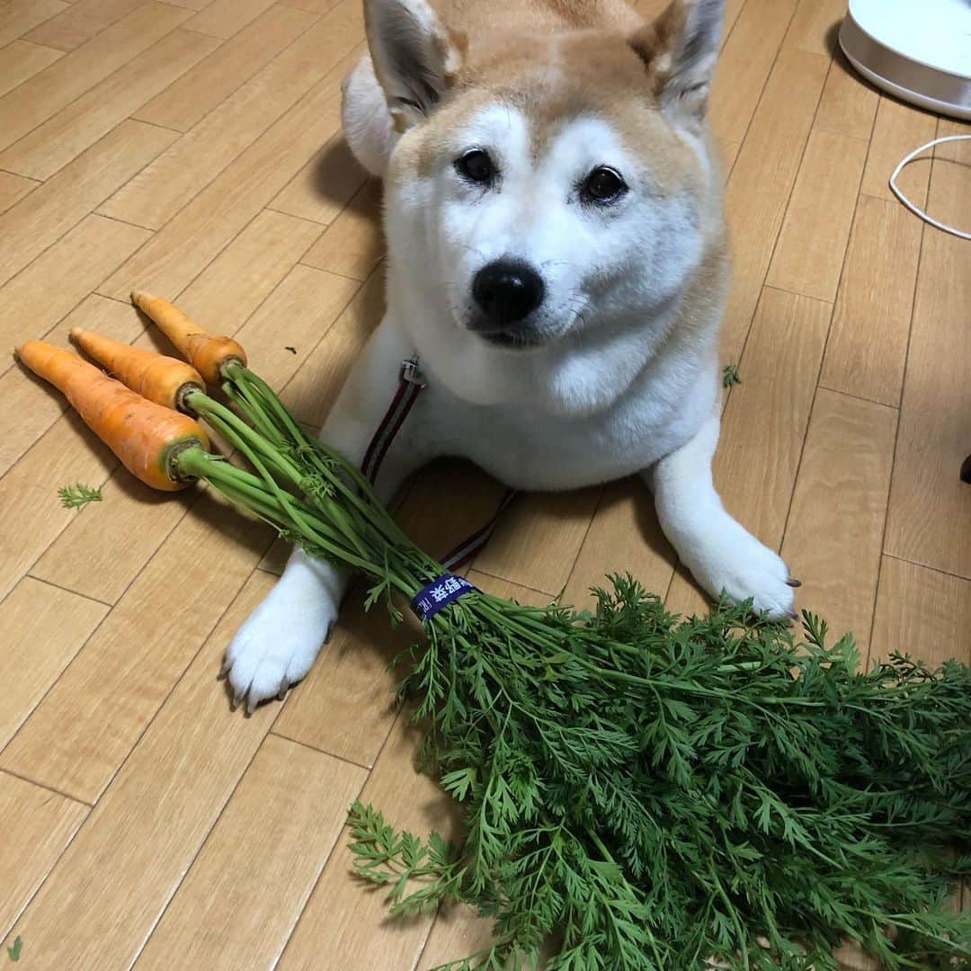 こなつさんのインスタグラム写真 - (こなつInstagram)「葉付きニンジン🥕」7月6日 16時03分 - makonatu