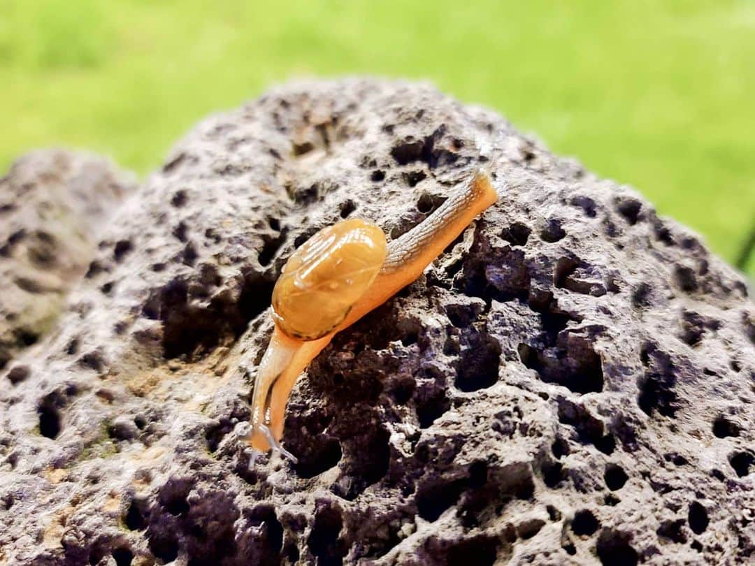 パク・ビョンウンさんのインスタグラム写真 - (パク・ビョンウンInstagram)「달팽이같은 삶 시작 행복한 병팽이」7月6日 16時03分 - byung_eun_park
