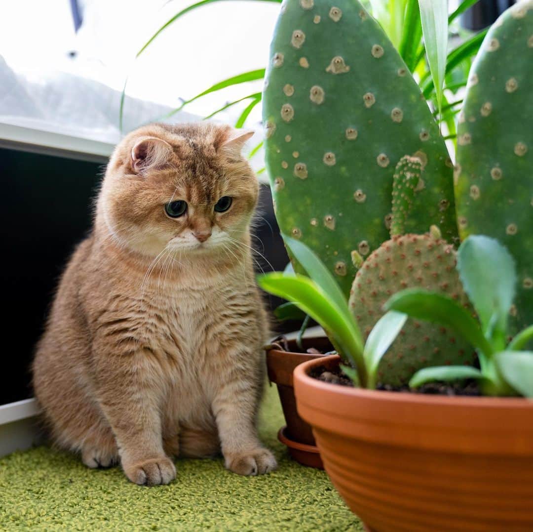 Hosicoさんのインスタグラム写真 - (HosicoInstagram)「You can’t bite a cactus, it’s prickly 🌵」7月6日 16時33分 - hosico_cat