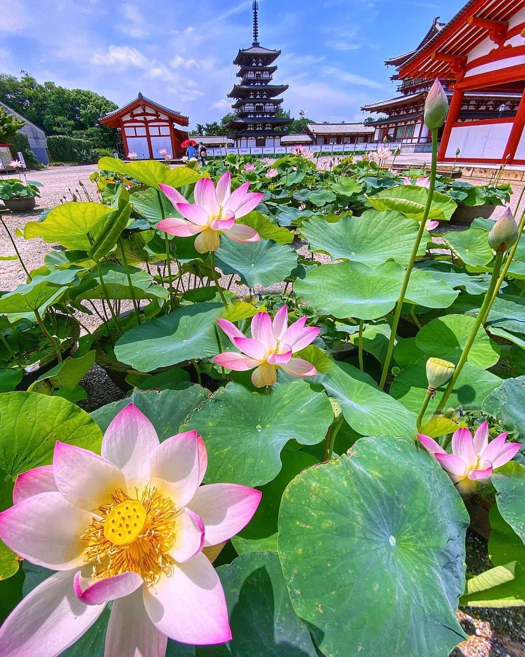 hama_aki_pppさんのインスタグラム写真 - (hama_aki_pppInstagram)「奈良県奈良市#薬師寺  Location Nara Japan Yakushiji    2020.7.5    お札を返しに薬師寺へ行って来ました🚗💨ついでにおふさ観音の風鈴祭りと藤原宮跡にも寄ってきました🌸🌸 満開はまだと行った感じでしたが蓮の花が綺麗でした。　 　  #神社仏閣  #寺社仏閣 #美しい日本　 #わたしは奈良派  #奈良県景観資産  #タビジェニ　 #日本庭園  #じゃらん花畑　 #はなのあるくらし  #寺院巡り  #bns_flowers  #Lovers_nippon  #japanesetemple  #top_favorite_shots  #allthingsofbeauty_  #nippon_lovers  #inspring_shot  #beautiful_kansai  #angelsandflowers_  #flora_addict  #japan_love  #japanesegarden  #lovers_united_japan  #igbest_shots  #ap_japan_  #flower_super_pics」7月6日 16時57分 - hama_aki_ppp