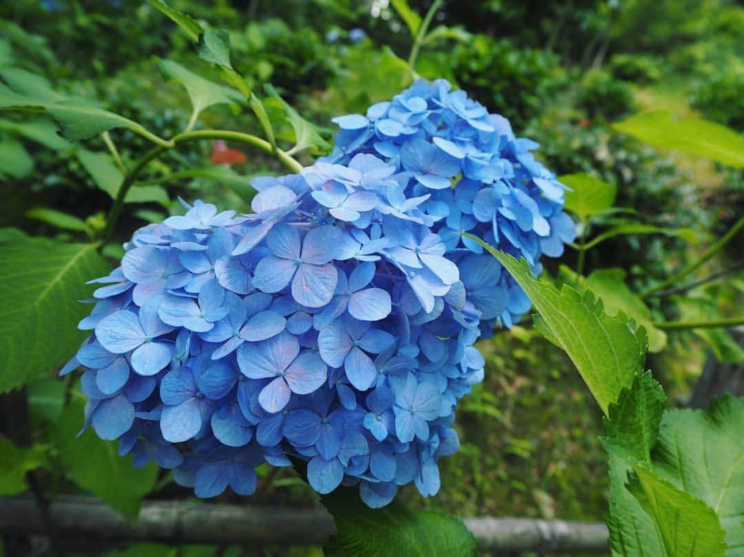 服部ひで子さんのインスタグラム写真 - (服部ひで子Instagram)「紫陽花の  人の楽しませ方  すごい😚😚😚🌸💙💚💛💜💝  #紫陽花 #あじさい  #京都 #三室戸寺」7月6日 17時09分 - hideko_hattori