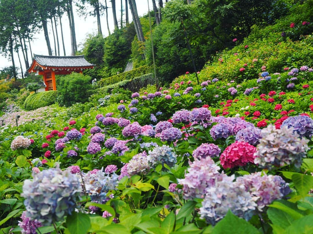 服部ひで子さんのインスタグラム写真 - (服部ひで子Instagram)「紫陽花の  人の楽しませ方  すごい😚😚😚🌸💙💚💛💜💝  #紫陽花 #あじさい  #京都 #三室戸寺」7月6日 17時09分 - hideko_hattori