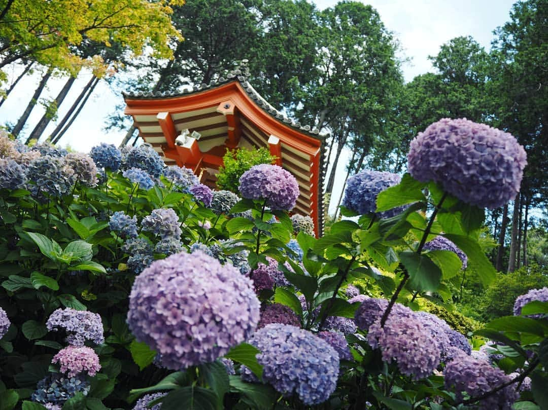 服部ひで子さんのインスタグラム写真 - (服部ひで子Instagram)「紫陽花の  人の楽しませ方  すごい😚😚😚🌸💙💚💛💜💝  #紫陽花 #あじさい  #京都 #三室戸寺」7月6日 17時09分 - hideko_hattori