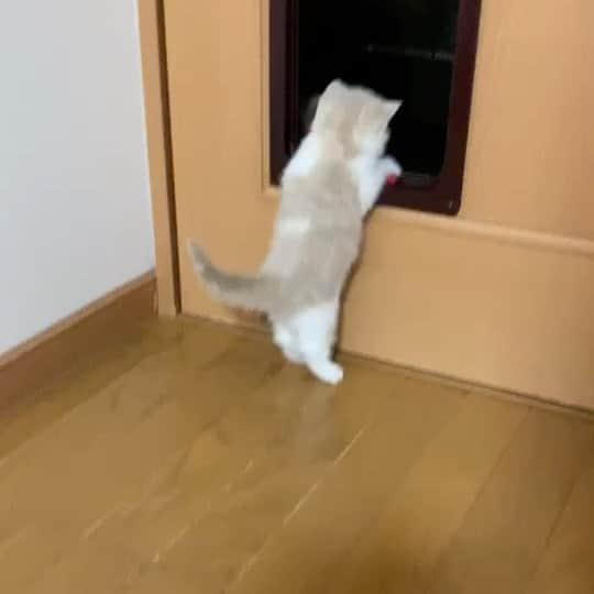 こちょねこ父さんのインスタグラム