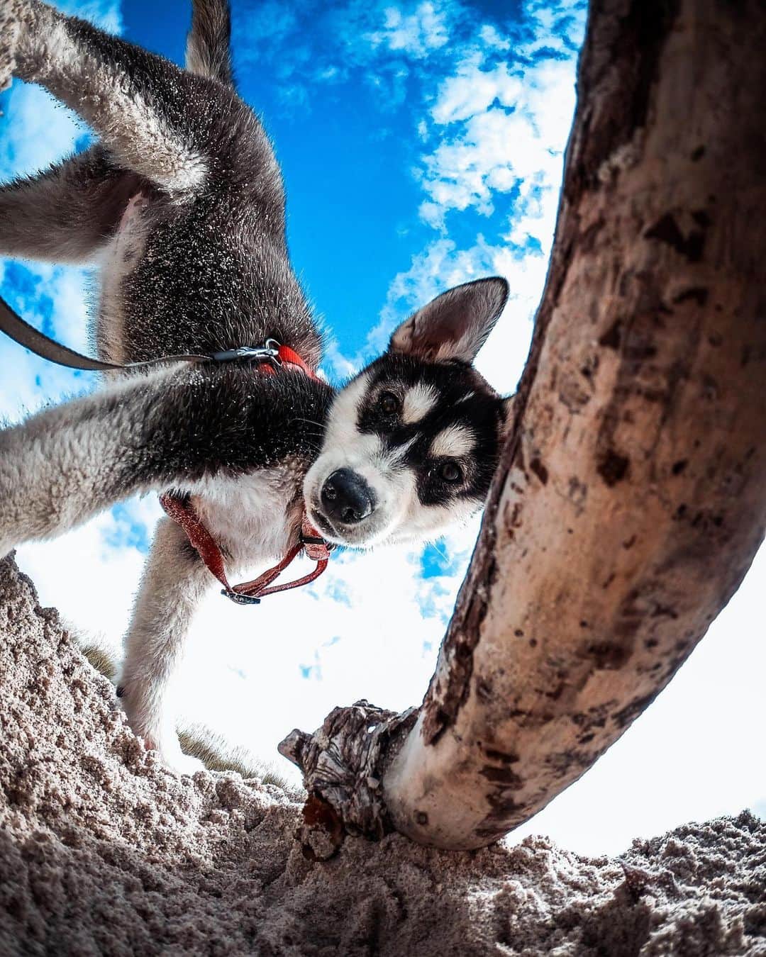 goproさんのインスタグラム写真 - (goproInstagram)「Photo of the Day: Leave no stick unturned 🐾 #GoProFamily member @teocolombo + trusty sidekick @balithewolf 🐶 ⠀⠀⠀⠀⠀⠀⠀⠀⠀ Save $100 on #GoProHERO8 Black, with a free 32GB SD card + free shipping, when you shop the link in our bio. ⠀⠀⠀⠀⠀⠀⠀⠀⠀ @GoProIT #GoProIT #DogsofInstagram #PuppyLife」7月7日 2時51分 - gopro