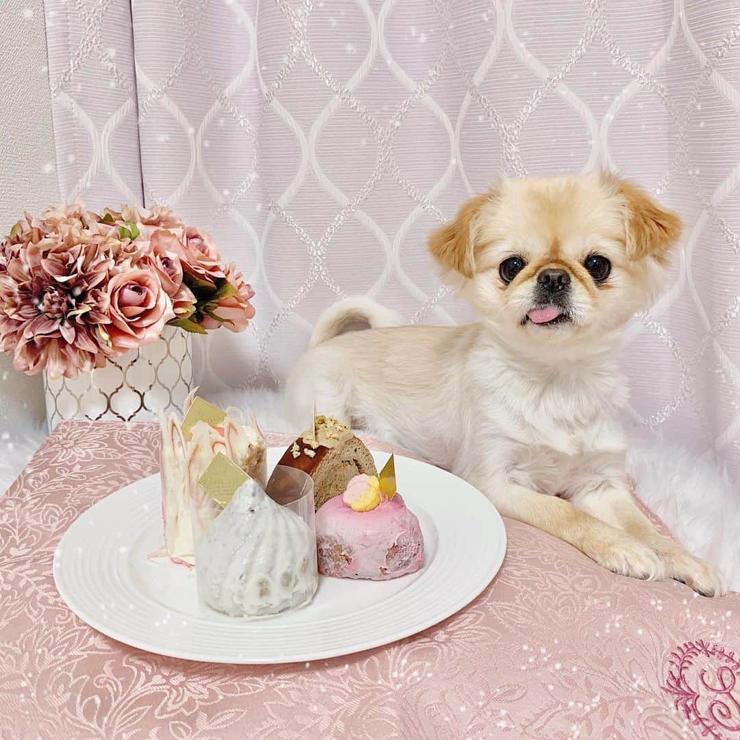 吉川ちえさんのインスタグラム写真 - (吉川ちえInstagram)「【🐶🍰💗🐶🍰💗🐶】 . 犬用のケーキの試作品✨を 頂きました🥺🙏❤️ しかも中身はお肉なのだ🍖 見た目可愛いし美味しいのか、きなこさん食いつき良かった🍴💕 . 人間も食べれるんだよ～😚✨ . #犬ケーキ #わんこケーキ #ケーキ試作品 #dog #doglover #わんこのいる生活 #ペキチワ #チワペキ」7月7日 3時35分 - yoshikawachie_16