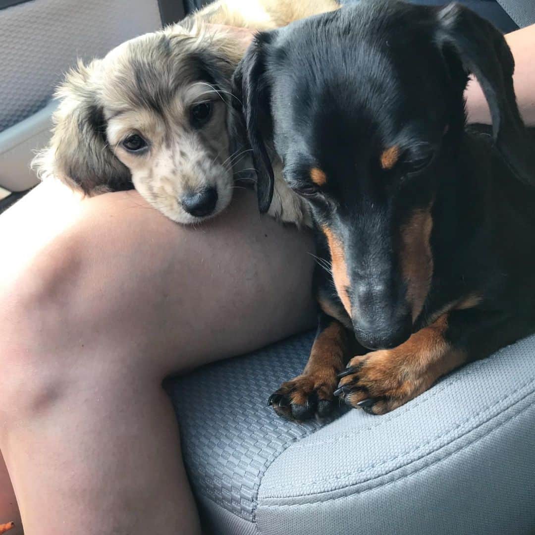Crusoe the Celebrity Dachshundのインスタグラム：「“It’s been exactly ONE year since @itsadaphneday joined our family; at first for the worst then for the best! 😅😉😋 She may be a little nutty, but she’s a good sister ❤️” ~ Crusoe」