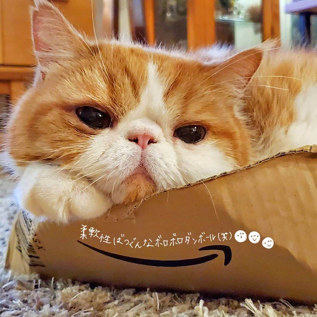 のインスタグラム：「🐯♥️ まったり～♥️ * お顔の下からはみ出る 愛しのくりーむぱんっ🤤 おいししょー♥️ #それにしてもダンボールボロボロ #ぽちゅりのお気に入りすぎて捨てられない😂 ・ ・ ・」