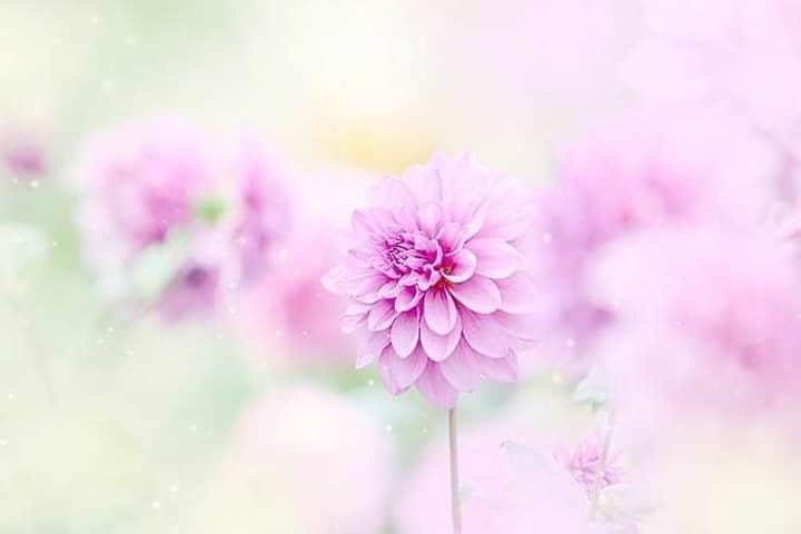 花の写真館のインスタグラム：「Photo by @happyriko.⠀ https://instagram.com/happyriko/⠀ .⠀ Original Post[投稿いただいたURL]⠀ https://www.instagram.com/p/B2kaw6eFeiS/⠀ .⠀ 本アカウントは、 #私の花の写真 をつけてInstagramに投稿された皆さまの花の写真や、「花の写真館」Facebookページで投稿された花の写真を紹介します。⠀ 「花の写真館」Facebookページは、「 @floral.photograph 」のプロフィールにあるURLからご覧ください。⠀ .⠀ ※各自、政府、自治体など公的機関の指示に従った行動をお願いします。⠀⠀ 東京カメラ部および分室では、写真を「見る楽しみ」を提供することを通して、微力ながら皆様にわずかな時間でも癒しをお届けしたいと思っております。⠀ ※本アカウントは東京カメラ部がFacebook、Instagramのサービスを利用して運営しているもので、Facebook社・Instagramとは一切関係ありません。⠀ .⠀ #花の写真館 #floralphotograph #floralphoto #flower #flowers⠀ Follow: @floral.photograph」
