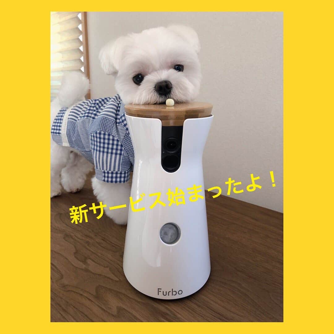 マルチーズ兄妹♡おかゆとおもちのインスタグラム：「…🐶⚪👀 . . 我が家愛用のFurboドッグカメラ この度、新機能ドッグシッターのサービスがスタート！😄 . 今日はその内のふたつの機能をご紹介🐶 . ☆クラウドレコーディング機能 わんちゃんに動きがあった時、自動で15秒録画される機能 。 この投稿3枚目は、クラウドレコーディングで録画された、おかゆともっちの仲良し動画2本立て！ . . ☆ドギーダイアリー機能 毎日(7時~19時)Furboに記録された動画をまとめたハイライト60秒動画が自動で作成される機能。音楽も付けてくれてて楽しい😁🎶 この投稿5枚目は、我が家のある休日！ . . 今回の新機能を使ってみての感想は、おかゆともっちに動きがあればクラウドレコーディング機能で自動的に録画されているので、いつでもその様子が確認できて安心💕 . また、ドギーダイアリー機能では、一日の様子をハイライト60秒でまとめくれてダンウロードもできて、これなら思い出アルバムもFurboにお任せ！😉👍✨ . . ☆緊急ドッグ通知機能(今後追加予定) 愛犬の緊急事態をAIが検知し、飼い主さんに通知する機能 . . 今なら3ヶ月無料でFurboドッグシッターのトライアルが可能！(いつでもキャンセルOK) . でも、Furboを持ってないと言う方のために、新サービス記念セール開催されてるよ！🎉 . 専用クーポンを使うとセール価格より更に1,000円OFF！ . 専用クーポンコード：okayu 使ってね😆 詳しくはプロフィールURLからどうぞ！ . . @furbo_japan  #furbo #ファーボ  #ドッグカメラ  #ドッグシッター  #pr  . .  #maltese #malteseofinstagram #happydog #dogsmile #doglove #doglover #dogstagram #instadog #lovedogs #ilovemydog #cutedog #dogoftheday #instapet #말티즈 #fluffypack . #okayusan #マルチーズ  #マルチーズ兄妹 . . .」