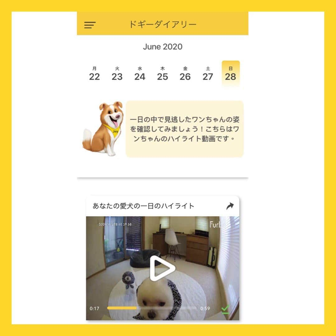 マルチーズ兄妹♡おかゆとおもちさんのインスタグラム写真 - (マルチーズ兄妹♡おかゆとおもちInstagram)「…🐶⚪👀 . . 我が家愛用のFurboドッグカメラ この度、新機能ドッグシッターのサービスがスタート！😄 . 今日はその内のふたつの機能をご紹介🐶 . ☆クラウドレコーディング機能 わんちゃんに動きがあった時、自動で15秒録画される機能 。 この投稿3枚目は、クラウドレコーディングで録画された、おかゆともっちの仲良し動画2本立て！ . . ☆ドギーダイアリー機能 毎日(7時~19時)Furboに記録された動画をまとめたハイライト60秒動画が自動で作成される機能。音楽も付けてくれてて楽しい😁🎶 この投稿5枚目は、我が家のある休日！ . . 今回の新機能を使ってみての感想は、おかゆともっちに動きがあればクラウドレコーディング機能で自動的に録画されているので、いつでもその様子が確認できて安心💕 . また、ドギーダイアリー機能では、一日の様子をハイライト60秒でまとめくれてダンウロードもできて、これなら思い出アルバムもFurboにお任せ！😉👍✨ . . ☆緊急ドッグ通知機能(今後追加予定) 愛犬の緊急事態をAIが検知し、飼い主さんに通知する機能 . . 今なら3ヶ月無料でFurboドッグシッターのトライアルが可能！(いつでもキャンセルOK) . でも、Furboを持ってないと言う方のために、新サービス記念セール開催されてるよ！🎉 . 専用クーポンを使うとセール価格より更に1,000円OFF！ . 専用クーポンコード：okayu 使ってね😆 詳しくはプロフィールURLからどうぞ！ . . @furbo_japan  #furbo #ファーボ  #ドッグカメラ  #ドッグシッター  #pr  . .  #maltese #malteseofinstagram #happydog #dogsmile #doglove #doglover #dogstagram #instadog #lovedogs #ilovemydog #cutedog #dogoftheday #instapet #말티즈 #fluffypack . #okayusan #マルチーズ  #マルチーズ兄妹 . . .」7月6日 19時24分 - okayusan20150421