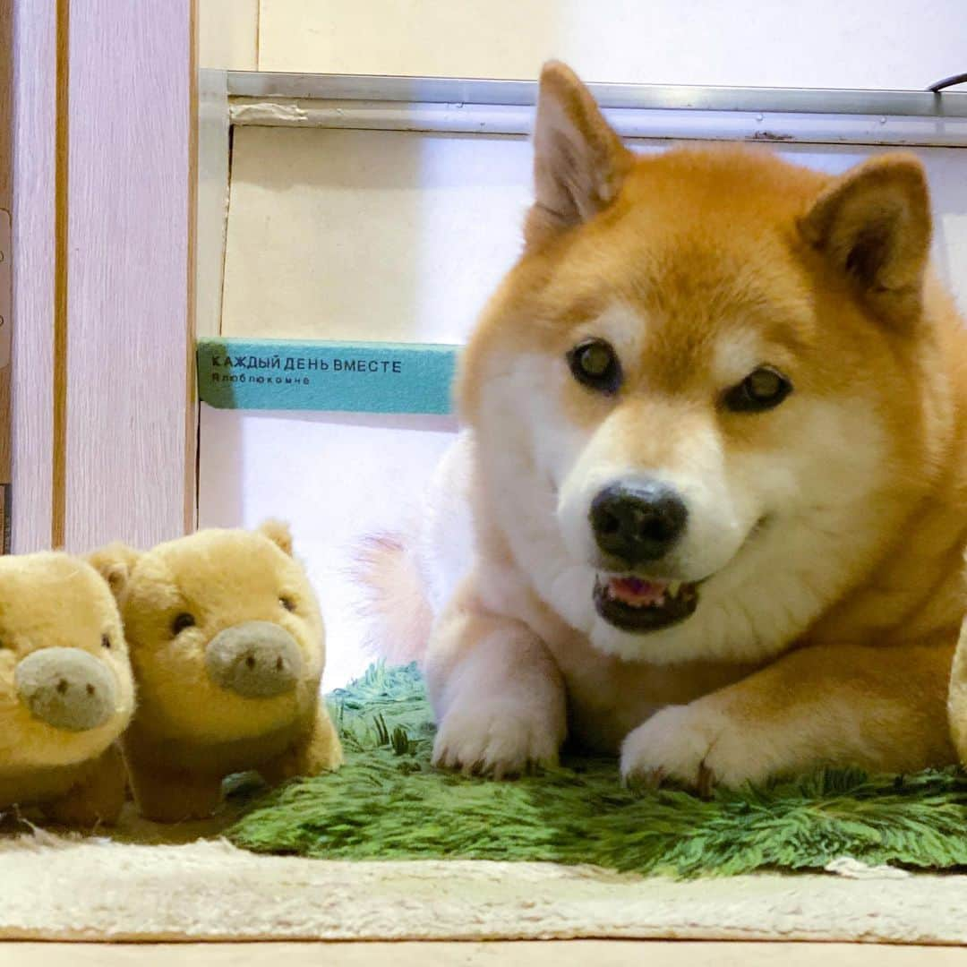 まる（まるたろう）さんのインスタグラム写真 - (まる（まるたろう）Instagram)「welcome home daddy!!✨🐗🐶🐗✨みんなおかえりなさ〜い #お風呂にする❓ #それともモフモフギューする❓ #ギューって牛の事だからね #いっとくけど」7月6日 19時27分 - marutaro