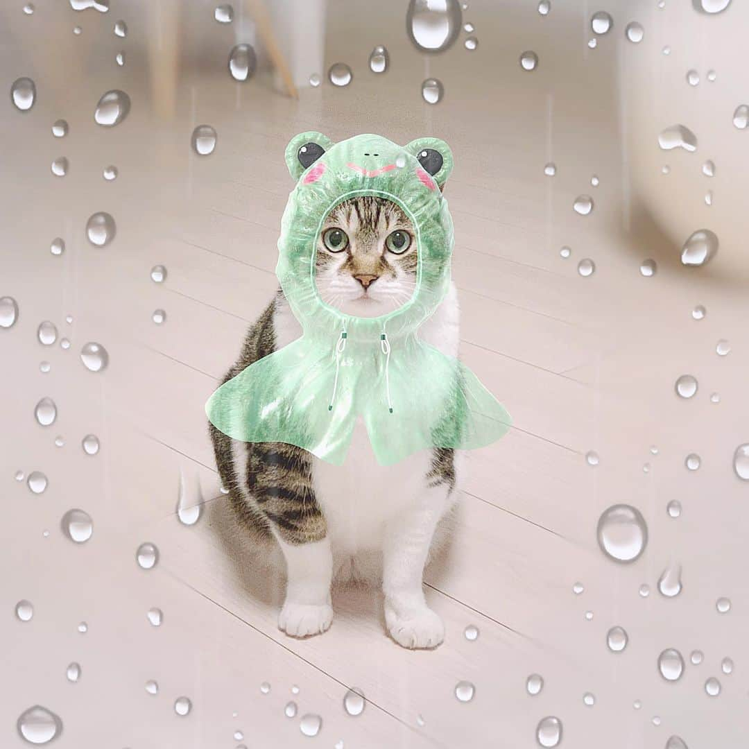 korokoronyaさんのインスタグラム写真 - (korokoronyaInstagram)「✶*∗ 6 Jul, 2020  Rainy day🐸 * 🐸「豪雨に注意⚠️」 * #mame_koronya」7月6日 19時49分 - korokoronya