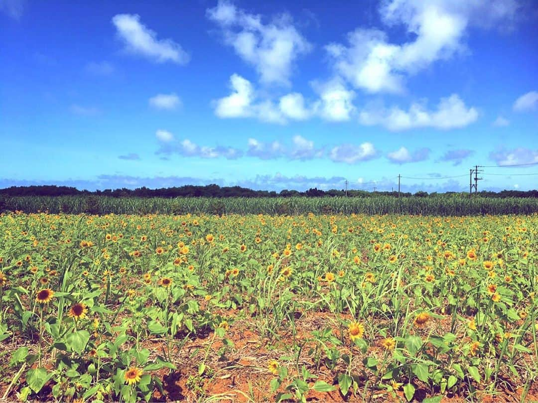 川平聖さんのインスタグラム写真 - (川平聖Instagram)「ひまわり畑🌻 ・ ・ ・ #ひまわり #ひまわり畑 #綺麗 #お花畑 #元気 #黄色  #宮古島  #followｍe #沖縄 #畑 #緑 #自然 #土 #ひじリゾート」7月6日 19時52分 - hijiri__hkt48