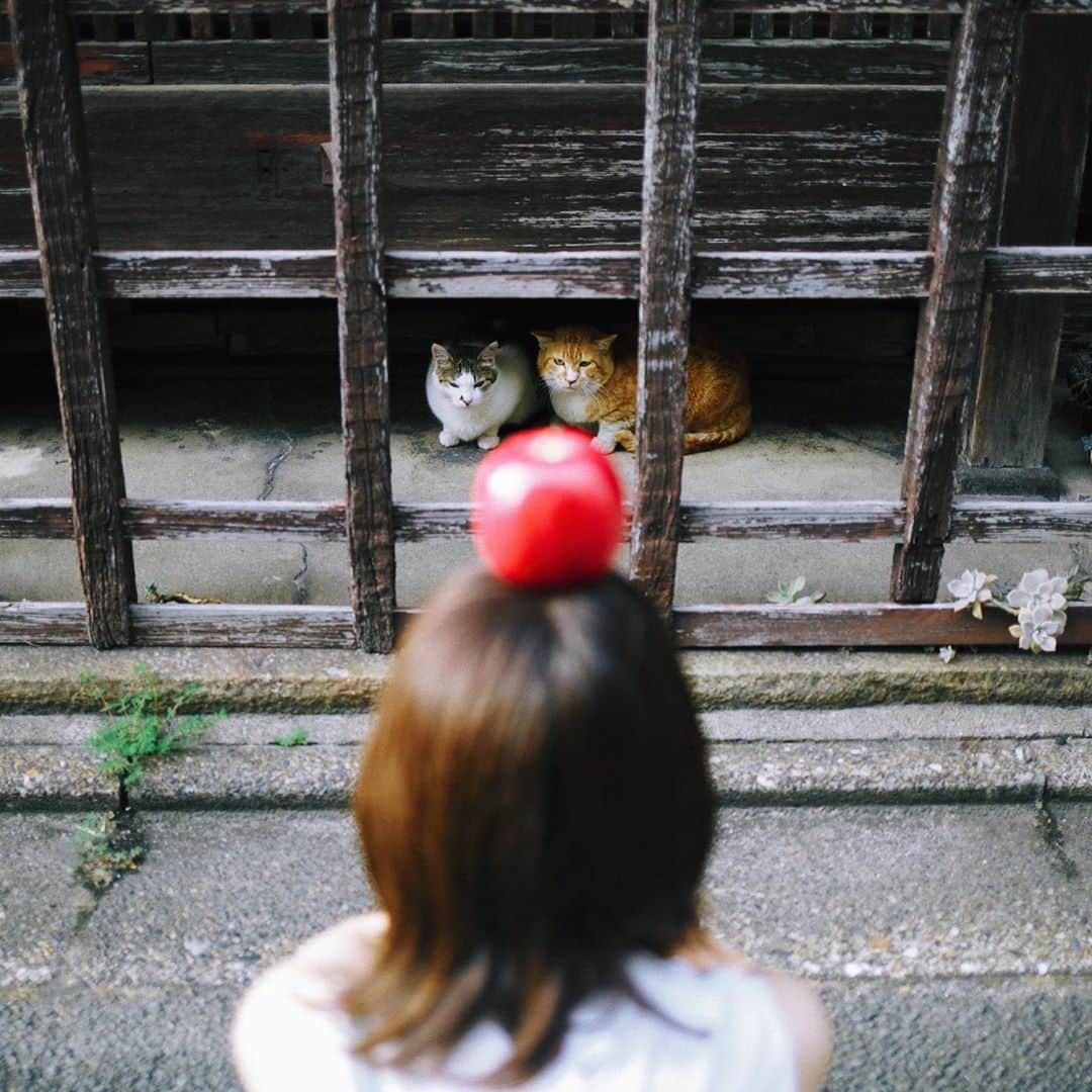 のインスタグラム：「🐱 . . . ちょっと拡大してみてください。 二匹とも、結構、目つき悪いです。 . . . . 🍎」