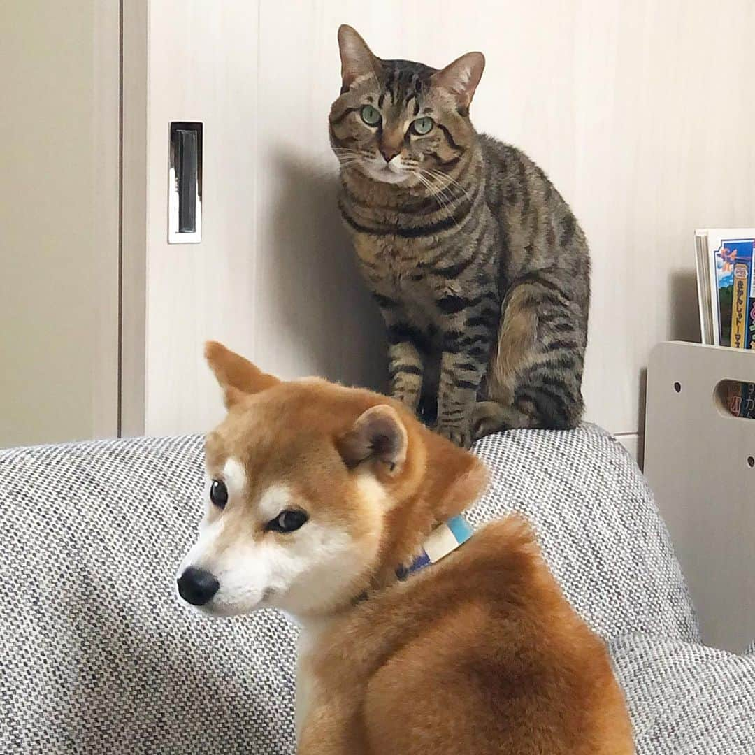 ゆうとろ（柴犬ゆうと猫のとろ）のインスタグラム