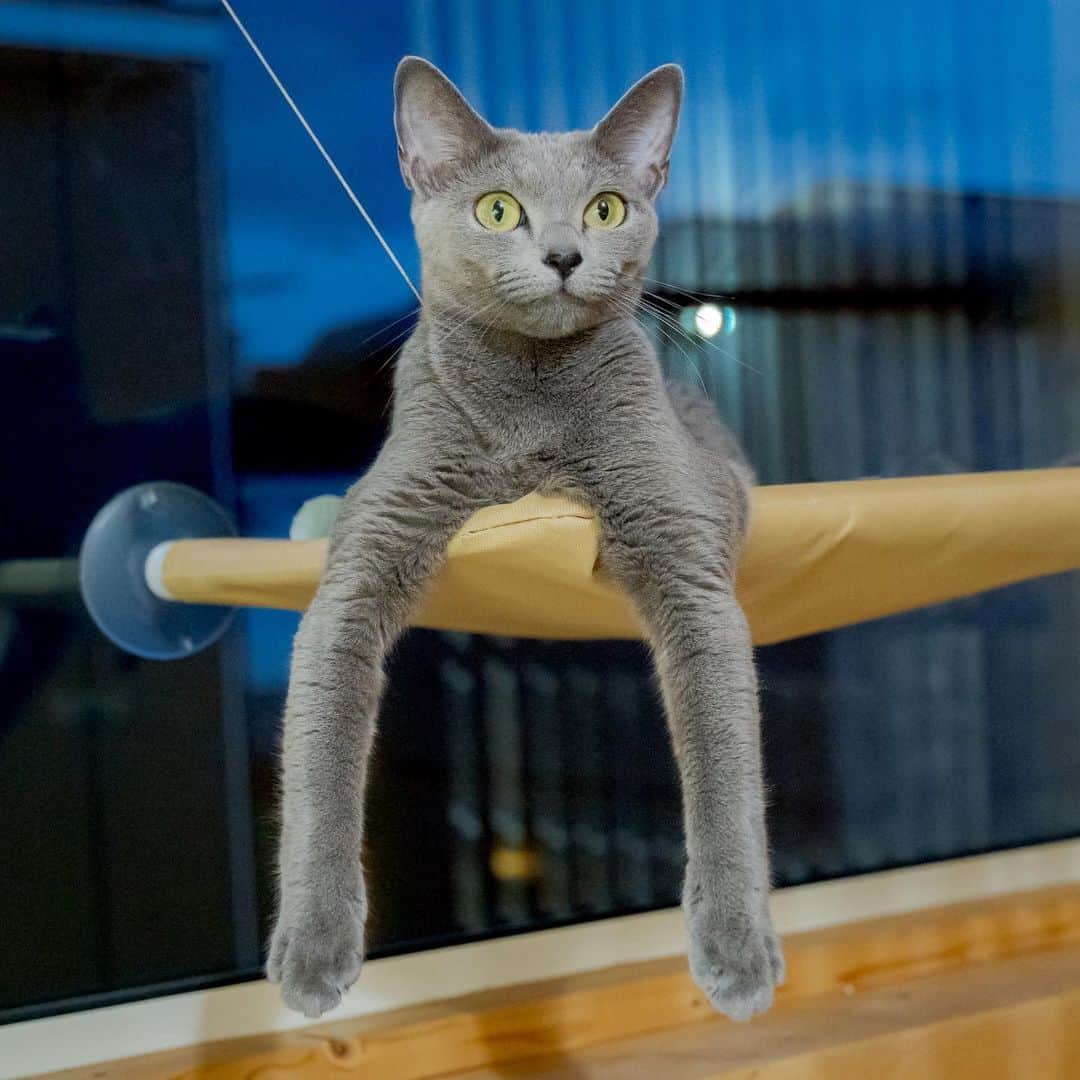 マアルのインスタグラム：「セレナさん #🐈 #北海道 #旭川市 #ペットホテル #ロシアンブルー」