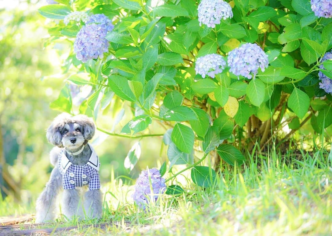 のインスタグラム：「⑅︎◡̈︎* ・ 紫陽花の季節もそろそろ終わりですね！ 今日も元気満点のイヴだょ🐾 こんばんワン୧⃛(๑⃙⃘◡̈︎๑⃙⃘)୨⃛ ・ 今日は忘れられない2年前西日本豪雨災害のあった日！ あの災害以降水害がとても増えた気がします(T ^ T) ・ そしてそんな日にまた。。。 九州心配ですね。 どうかこれ以上被害が出ませんように*:ஐ(●︎˘͈ ᵕ˘͈)人(˘͈ᵕ ˘͈●︎)ஐ:* ・ #ジェニッカーズ #dogenic #love_bestjapan #daily_photo_jpn #わんことおでかけ #doglife #doglover #inuくらぶ_jpn #しゅなら部 #ミニチュアシュナウザー #ミニシュナ #シュナウザー #miniatureschnauzer #schnauzer #schnauzerofinstagram #schnauzer_lovers #schnauzer_of_instagram #asianfusiongrooming #inulog  #todayswanko  #inutokyo  #only_one_wan  #加工なしでは生きていけません会犬部  #加工なしでは生きていけません会  #inutome #dogsta #insta_dog #うちの子可愛く撮り隊 #わんこカメラ部 #紫陽花」