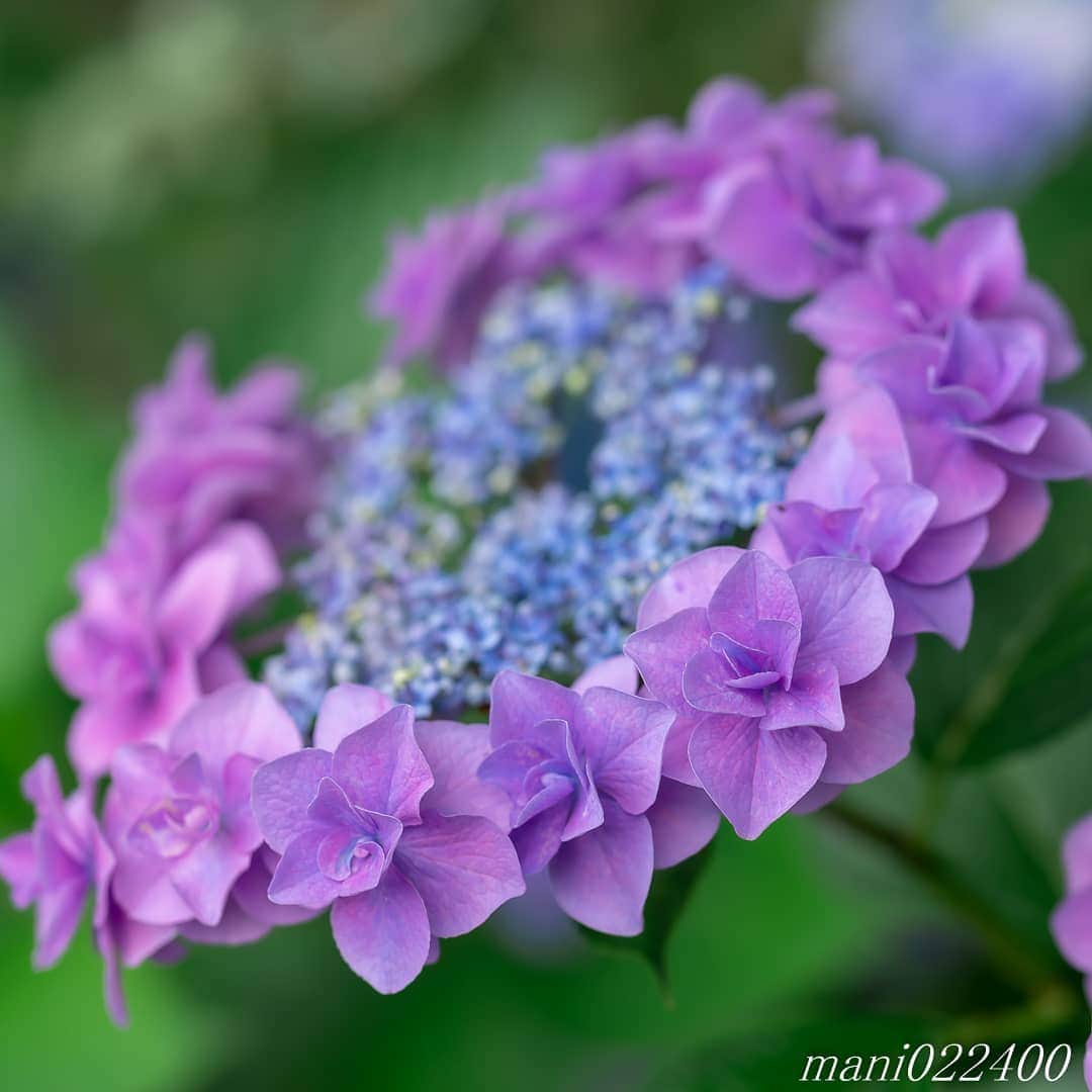 mani022400さんのインスタグラム写真 - (mani022400Instagram)「. 6 Jul. 2020 . . こんばんはー🌸🌺🌹✨ . . . . .  🌺🌺🌺🌷🌷🌷🌹🌹🌹🌸🌸🌸 ご訪問ありがとうございます🙇 . お花以外の写真は サブアカウントにポストしています。 良かったら、覗いてください🙇🙇 ⬇️⬇️⬇️ @mani0224000   . 🌺🌺🌺🌷🌷🌷🌹🌹🌹🌸🌸🌸 . . . . . 🔷🔷🔷🔷🔷🔷🔷🔷🔷 カメラ好きな人と繋がりたい  flower  花 flowers   #discoverwithalpha ﻿ #japan_ilc﻿  #a7rm3 ﻿ #sel135f18gm  sel55f18z  #写真好きな人と繋がりたい love_bestjapan  serahana #ファインダー越しの私の世界    #花のある暮らし  #bns_lite #eclecticshow #explore_floral . #9vaga9  9Vaga_Rose9  9vaga_3flowers9  #floristsandflowers #ip_for_blossoms_vip  #fabulous_shots ig_flowers #ponyfony_flowers #meiko_flora_member meiko_roses  #myheartinshots #la_flowers #rainbow_petals #top_favourite_flowers  #quintaflower #inspiring_shot #phx_flowers dreaming_in_macro flower_special_legend  #nature_special_legend  #ind_flowers #tv_flowers　　 #best_mmf_vipday  #best_beauty_flora_  9vaga_flowersart9 #ptk_flowers #fleur_noblesse_m  .」7月6日 20時36分 - mani022400