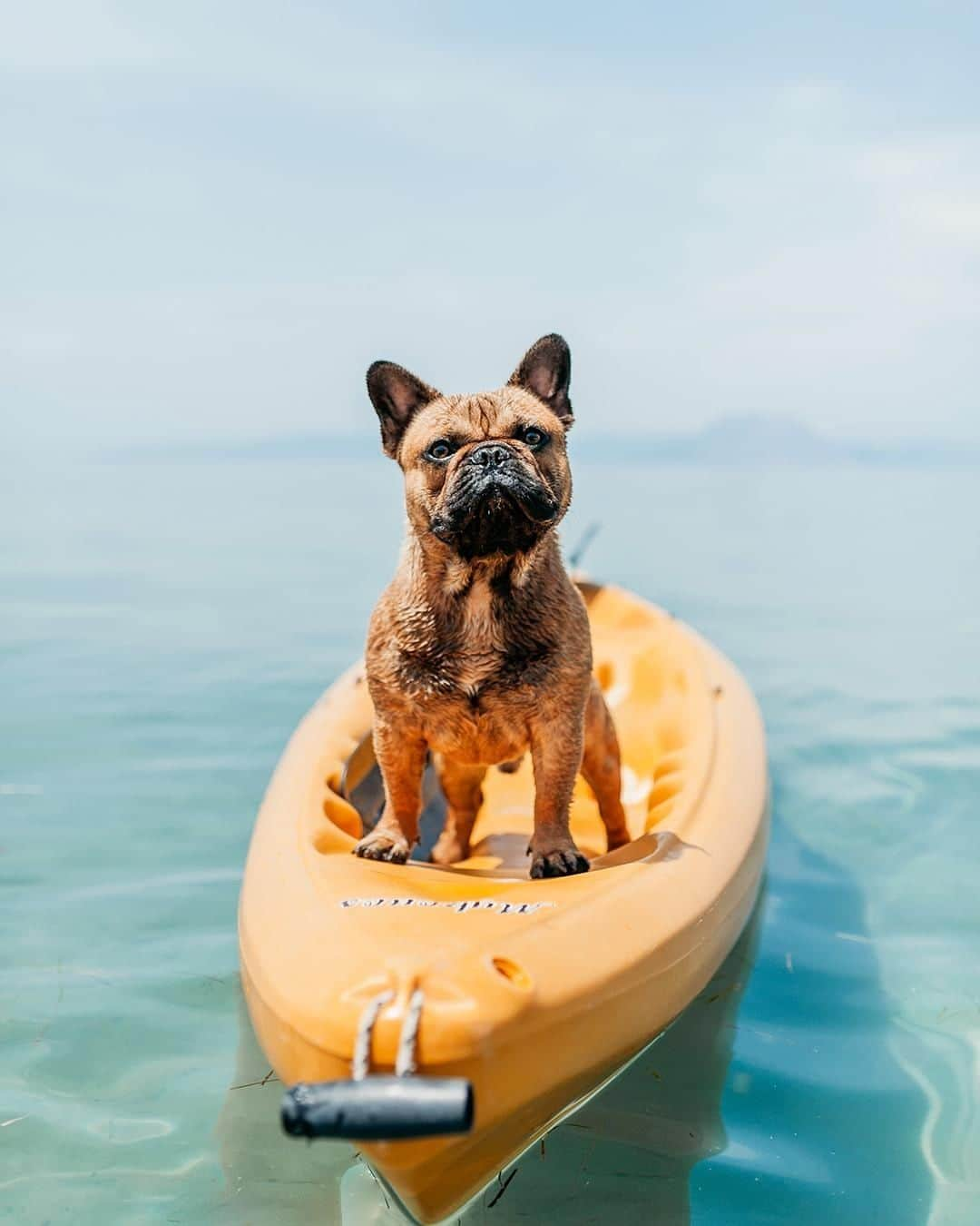 PAUL HEWITTさんのインスタグラム写真 - (PAUL HEWITTInstagram)「Life is better when you surf. 🐾🌊⚓️ #getAnchored #paulhewitt __ #dog #surfing #surf #wave #beach #ocean #watersports #doglove #surfboard #watches #accessories」7月6日 21時00分 - paul_hewitt