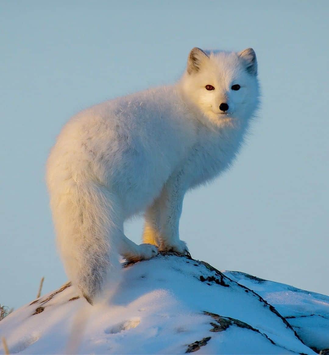 National Geographic Travelさんのインスタグラム写真 - (National Geographic TravelInstagram)「Photo by @bertiegregory  An arctic fox on the hunt for lemmings on the west coast of the Hudson Bay in Manitoba, Canada. As winter arrives, inland areas here freeze up first. The frozen ground makes it difficult for the foxes to hunt. Coastal areas, however, are slower to cool, so the foxes migrate here to take advantage of the softer ground. When we arrived at our coastal filming location in mid-autumn, we didn’t see a single fox. But sure enough, as winter approached, the foxes started to appear from all angles. Follow @bertiegregory for more wildlife adventures. #arctic #fox #cute #wildlife #cold」7月6日 21時07分 - natgeotravel