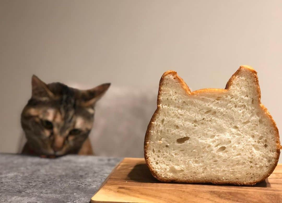 福田多希子さんのインスタグラム写真 - (福田多希子Instagram)「大好きな親子からねこねこ食パンを頂きました♡ 気になっていたので嬉しい〜😂﻿❗️ SNSではパンにチョコで顔を書いたりと、自分で色々アレンジしておられるみたいです ﻿ またやってみよう🐈🐈🍞﻿ ﻿ ありがとうございます🛍﻿ ﻿ 🐈🐈🍞﻿ ﻿ #ねこねこ食パン﻿ ﻿ #🍞﻿ #猫﻿ #cat﻿ #キジトラ﻿ #保護猫」7月6日 21時11分 - yomeponta