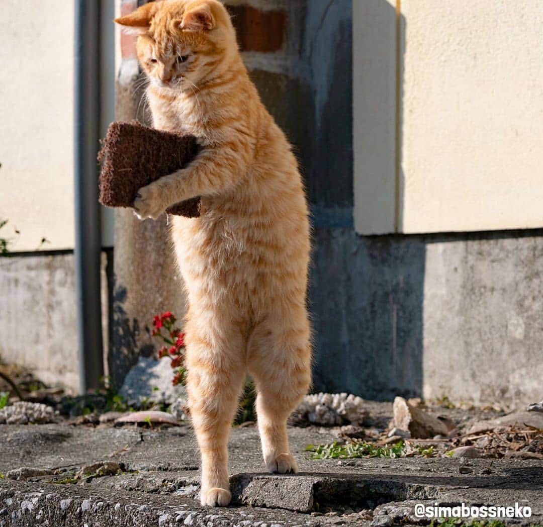 Pleasant Catsさんのインスタグラム写真 - (Pleasant CatsInstagram)「“Package delivery! 😸❤”  From @simabossneko  #pleasantcats」7月6日 21時25分 - pleasantcats