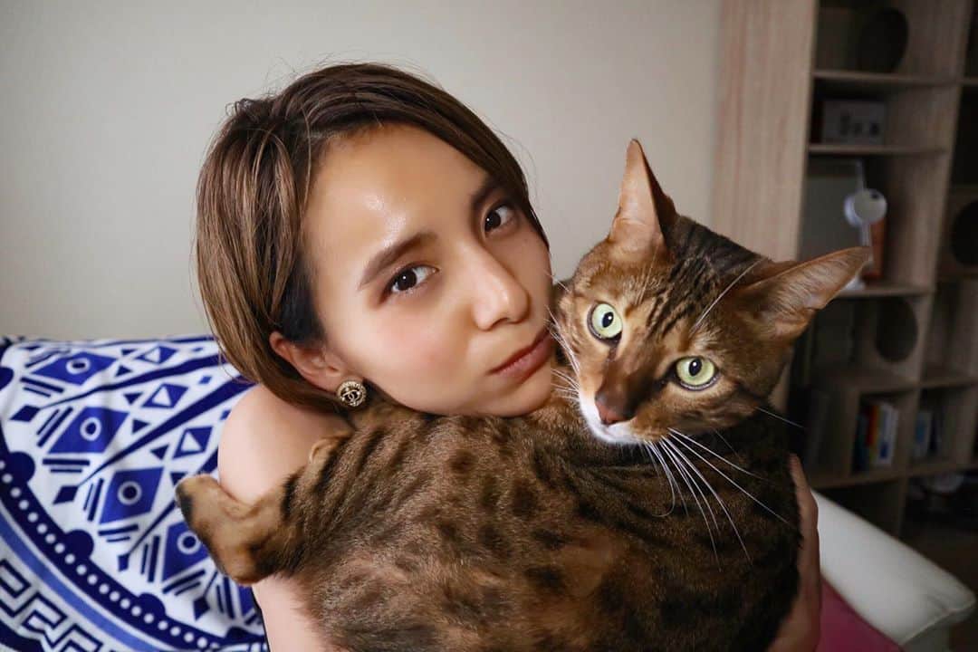 佐野千晃のインスタグラム：「こたさんが相変わらず可愛いから記録として載せておく🐈﻿ ﻿ swipeして癒されて🐈﻿ ﻿ #cat #catstgram #catlovers #nyamnyam #nya #nyaaa #こたちゅくん #にゃー #にゃんこ #猫 #ベンガル #ベンガル猫 #猫好きと繋がりたい #猫のいる生活 #写真好きな人と繋がりたい #写真撮ってる人と繋がりたい」