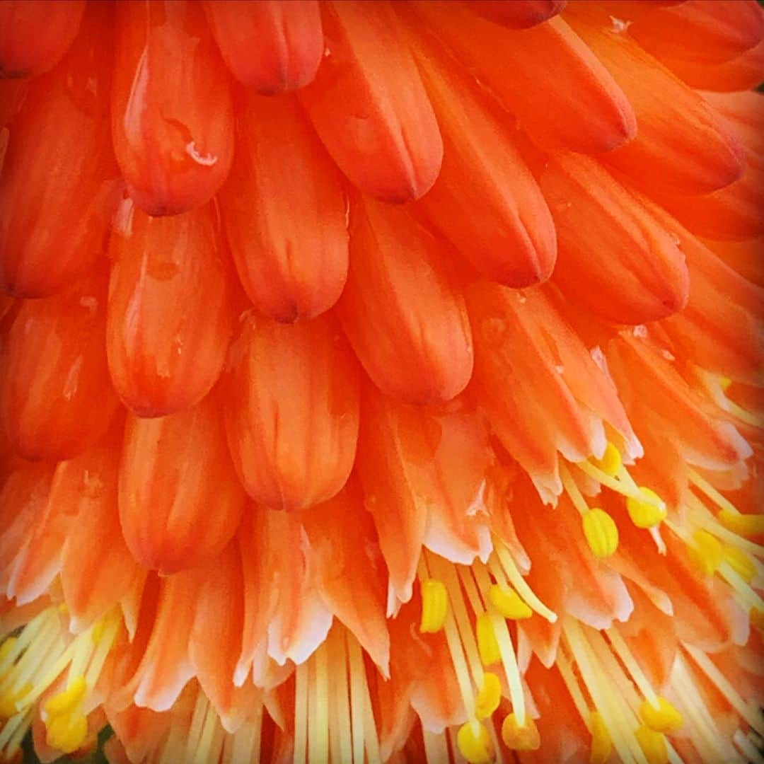 松田美由紀さんのインスタグラム写真 - (松田美由紀Instagram)「キレイシリーズ⑧  花の乳房。  #甘い香りが好き」7月6日 21時52分 - matsudamiyuki