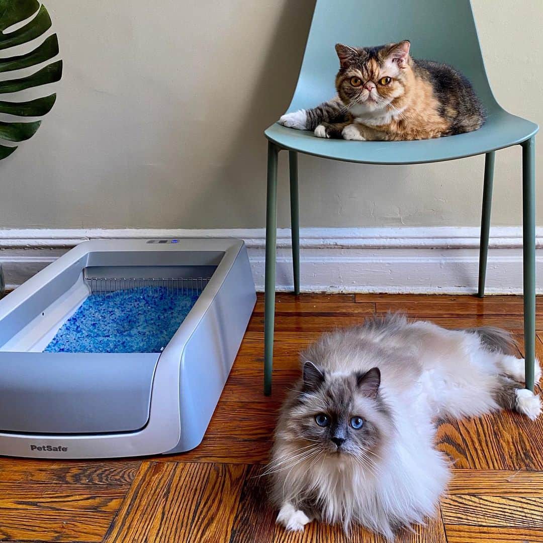 Tinaのインスタグラム：「George and I are both thrilled with the PetSafe®  ScoopFree Self-Cleaning Litter Box because we all know Wheezy never covers her waste! #ad The @petsafe ScoopFree Self-Cleaning Litter Box will automatically rake away waste, so you don't have to touch it, see it, or smell it. Working from home has never been so easy! #LiveScoopFree #Petsafe」