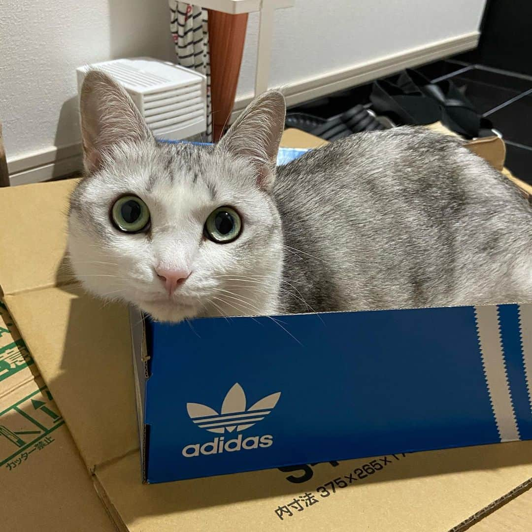 つるちゃんさんのインスタグラム写真 - (つるちゃんInstagram)「アディダス猫発見🐱 I found the adidas cat 🐈  .  #猫 #ねこ #にゃんこ #美猫 #ねこ部 #ふわもこ部 #ねこすたぐらむ #ペコねこ部 #猫好きさんと繋がりたい #にゃんすたぐらむ #cat #neko #instacat #catstagram #instagramcats  #catsconnect #meowbox #picneko #bestmeow #catsofinstagram #meowed #rakutenpet」7月6日 21時54分 - tsuru.nyan