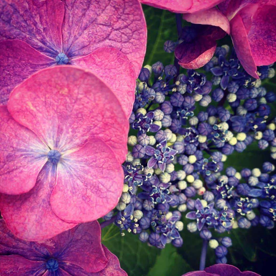 松田美由紀さんのインスタグラム写真 - (松田美由紀Instagram)「キレイシリーズ⑩  紫陽花の季節  #紫陽花  #家族」7月6日 21時57分 - matsudamiyuki
