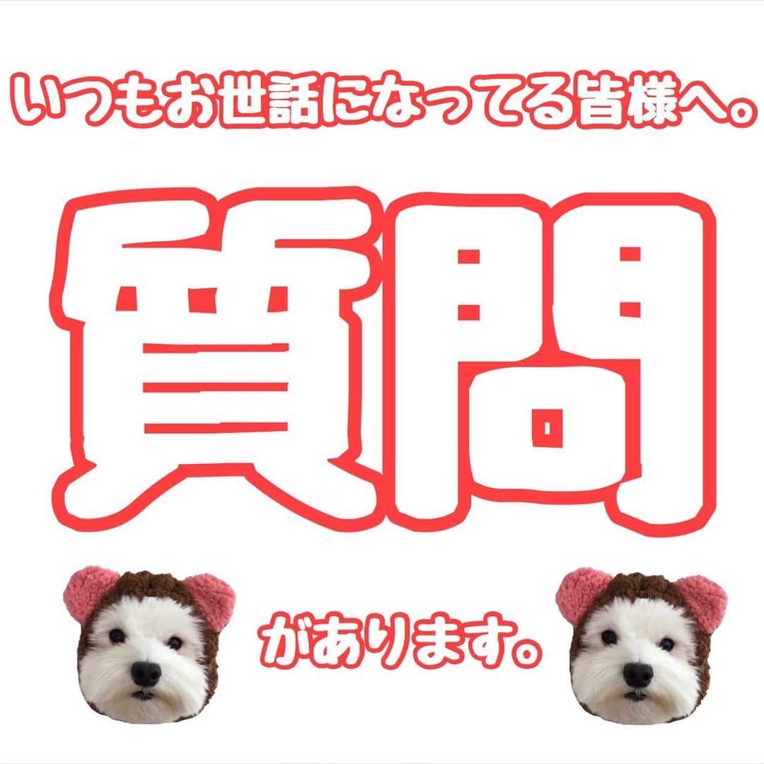 セロリのインスタグラム：「【教えてください】 昔から「いくら」を知ってる方々。 最近「いくら」を知った方々。 どんな方でもオッケーです。 もし、あなたが「いくら」のことを知らない人に1枚の写真を見せて「いくら」を紹介するとしたら・・・。 どんな写真を見せて「いくら」の紹介をしますか？ コメント欄で僕に教えてください。 コメント欄が苦手な方はDMでも大歓迎です。 （実際にInstagramやブログで紹介した写真でお願いします） お手数おかけしますが、よろしくお願いします。 #maltese #マルチーズ #1人で考えてたけどフォロワーさんに聞くのが1番ですよね」