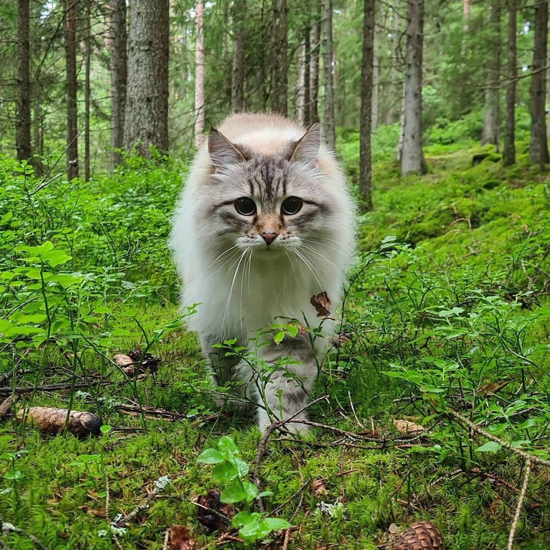 Floraのインスタグラム：「Watch out Mr Blueberry here I come!#catsoﬁnstagram #summer#cat#igcutest_animals #cat_features #cutepetclub #fluffypack #katt #bestmeow  #weeklyfluff #meow #AnimalAddicts #kittycat #cat #cats #kitten #kittens #kawaii #instacat #calico #neko #summer #july #2020 #sibiriskkatt #siberiancat」