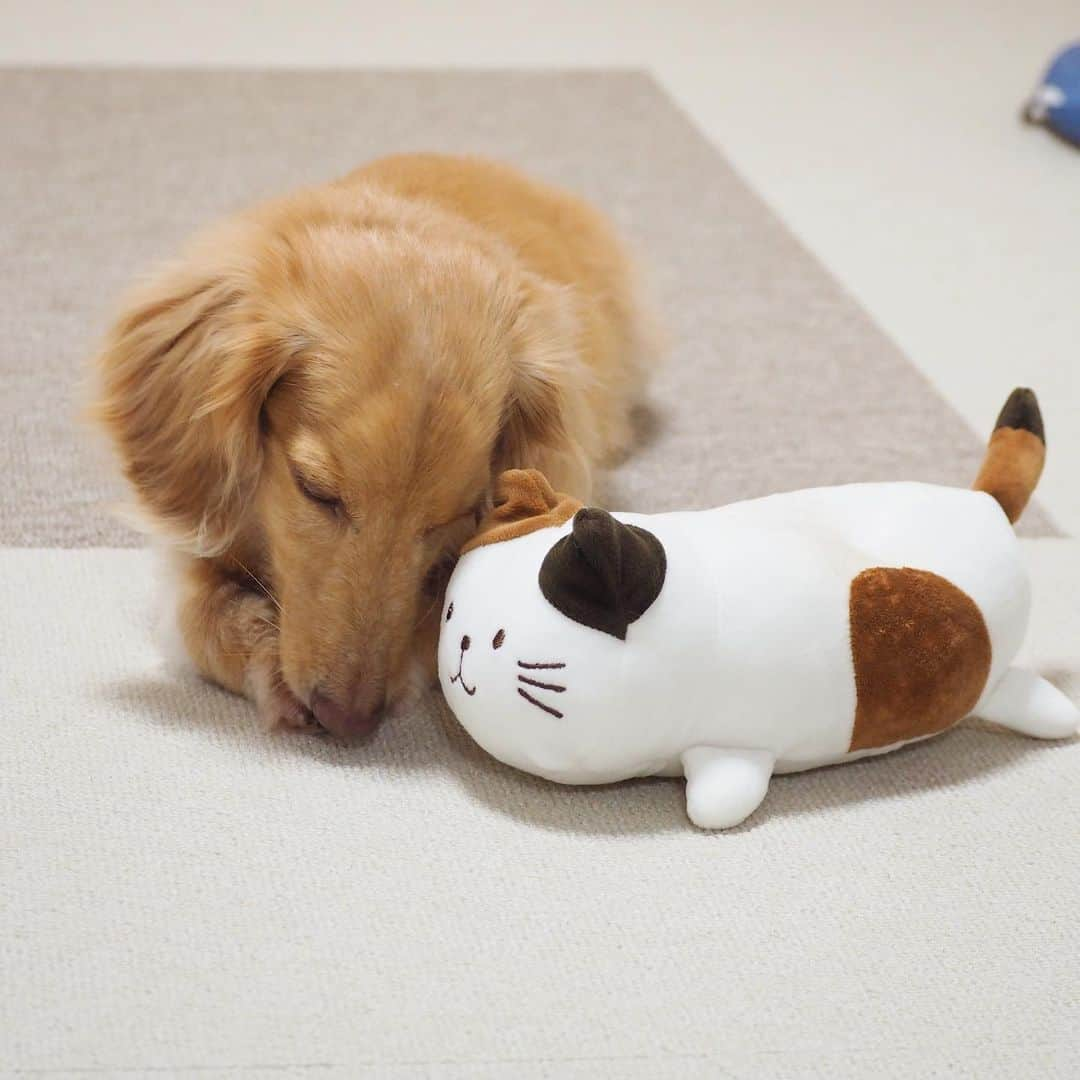 Sora Momoさんのインスタグラム写真 - (Sora MomoInstagram)「ねぇねぇ猫ちゃん誰も追いかけてくれないんだよ🐶🐾 ☺︎ そんな時もあるよ そらくん元気出して🐱 ☺︎ #猫ちゃんくわえて#追いかけてくるのを待ってたけど#誰もこない#猫ちゃんぽろっ#おててペロペロ#いじける#あご乗せ#わかりやすい性格 #もうおやすみの時間ですよ #仲良し#そらと猫ちゃん #ダックス#ミニチュアダックス #dachshund #miniaturedachshund」7月6日 22時20分 - teratera_sorapu_