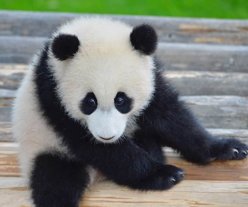 パンダ（白浜）さんのインスタグラム写真 - (パンダ（白浜）Instagram)「ＯＮＥＤＡＹ　#結浜 as baby on the couch?:)  🐼😊🐼  #ADVENTUREWORLDPANDAS #baby #HELLOLITTLE #pandamental #hellopanda #ハローリトル #ハローパンダ #パンダグラビア #パンダ　and #panda #pandababy 🐼🐼🐼」7月6日 22時44分 - hellopanda_book