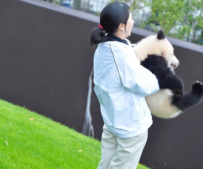 パンダ（白浜）さんのインスタグラム写真 - (パンダ（白浜）Instagram)「ＯＮＥＤＡＹ　#結浜 as baby on the couch?:)  🐼😊🐼  #ADVENTUREWORLDPANDAS #baby #HELLOLITTLE #pandamental #hellopanda #ハローリトル #ハローパンダ #パンダグラビア #パンダ　and #panda #pandababy 🐼🐼🐼」7月6日 22時44分 - hellopanda_book