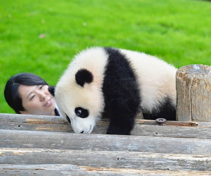 パンダ（白浜）さんのインスタグラム写真 - (パンダ（白浜）Instagram)「ＯＮＥＤＡＹ　#結浜 as baby on the couch?:)  🐼😊🐼  #ADVENTUREWORLDPANDAS #baby #HELLOLITTLE #pandamental #hellopanda #ハローリトル #ハローパンダ #パンダグラビア #パンダ　and #panda #pandababy 🐼🐼🐼」7月6日 22時44分 - hellopanda_book