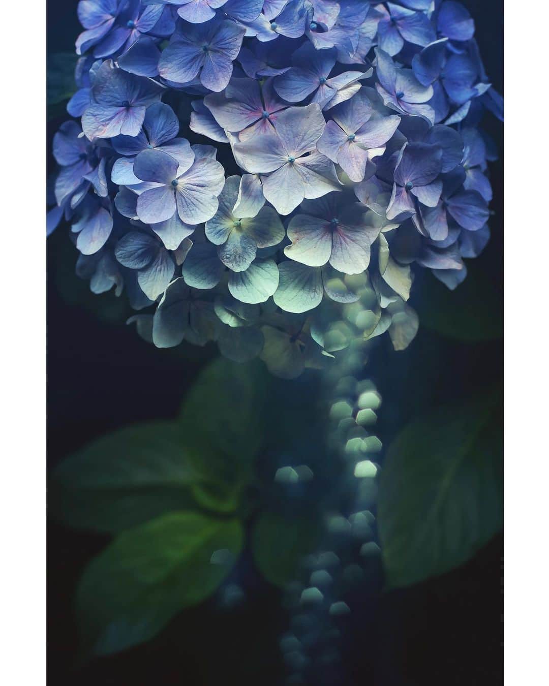 メグのん♡ A k i k oのインスタグラム：「♡Hydrangea tears . . . 九州の豪雨、はよ止みなさい . . . ♡」