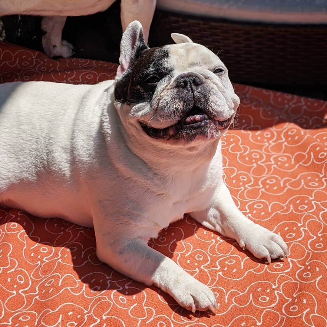 Manny The Frenchieのインスタグラム：「Happy Monday from me and my tiny teefs😁」