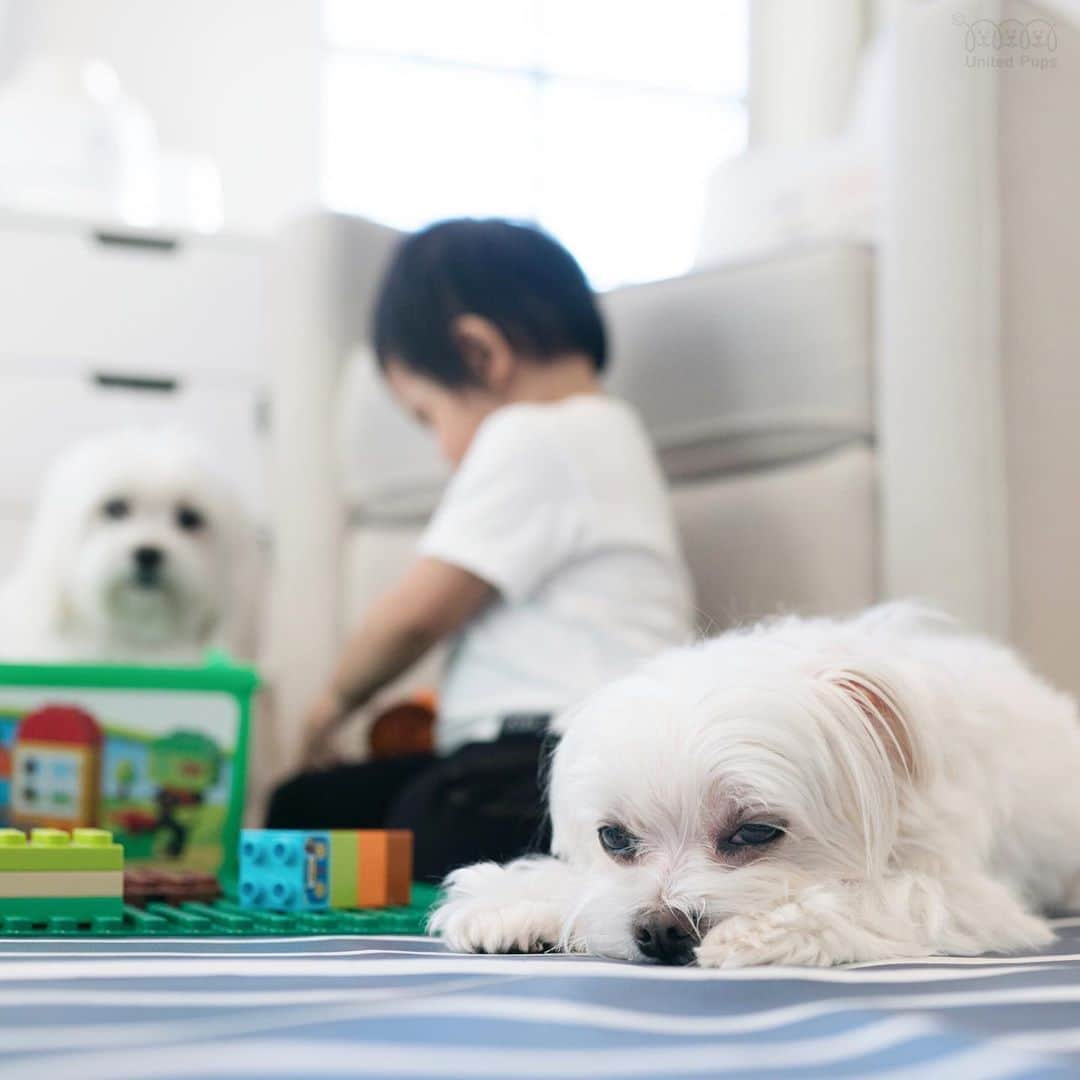 のインスタグラム：「I have a new job. 😑 Can you guess what it is? ・・・  #nannydog#nannylife#babyanddogs#baby#dogs#dogandbaby#babyandpet#babyanddoglove#growuptogether#sisterandbrotherlove#babyfriends#siblinglove#sibilings#siblingsday#brothersisters#bestbrotherever #lifeistough#imbored#duplo#legoduplo#playwithdog#imtired#maltese#maltipoo#morkie#maltipom」