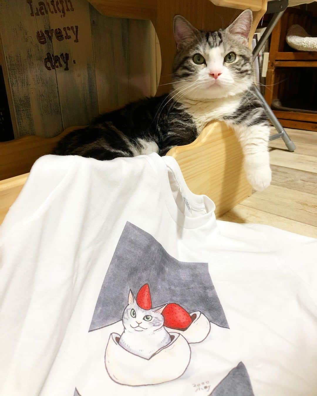 kamunaさんのインスタグラム写真 - (kamunaInstagram)「@maltakomachi さんに描いてもらった絵を  @curike_official さんでTシャツにしました！ 小町さんのアーティスティックな作品がとても素敵に出来あがりました。 @curike_official さんは安くて質も良いのでよく利用します。  #ねこ#cat#catofinstagram#cats#マンチカン部#ぺぺぺっつ#ねこのきもち#多頭飼い#パンチクリン健太#マンチカン#munchkin #scottishfold#スコティッシュフォールド#短足#ねこ好き#ねこのいる生活#bestmeow#pecoねこ部#pecotv#club_of_cats#catsoftheday#instacat_meows#cats_of_world#cat_features#kitties#tシャツ#nyancon01」7月6日 23時20分 - tansoku_love